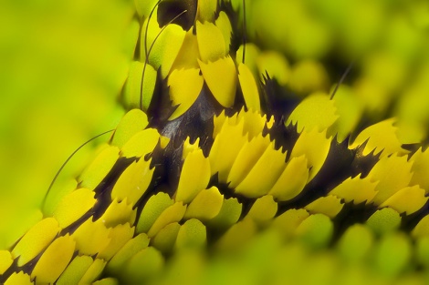 macro-butterfly-wings-by-linden-gledhill-designboom-2